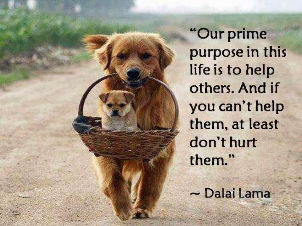 Our prime purpose in this life is to help others