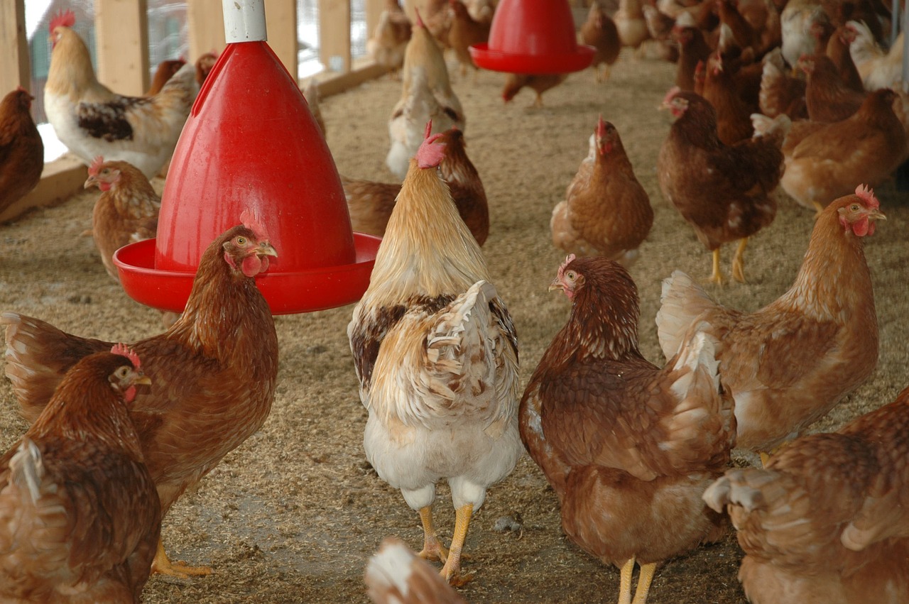 Count Your Chickens Before They've Hatched