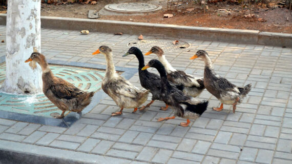 Learn to Be a Leader Not a Follower