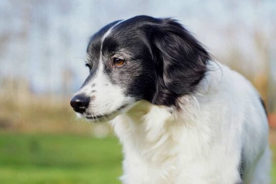 The 5 Important Life Lessons I Learned from my Dog