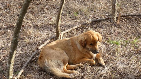 Learn How to Meditate From Animals