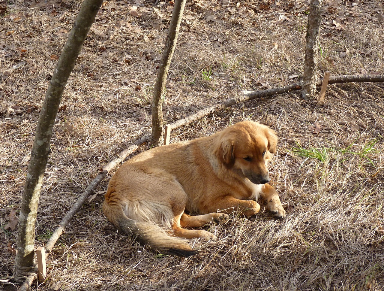 Learn How to Meditate From Animals