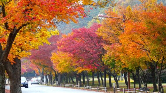Beauty and Uniqueness of the Autumn Season
