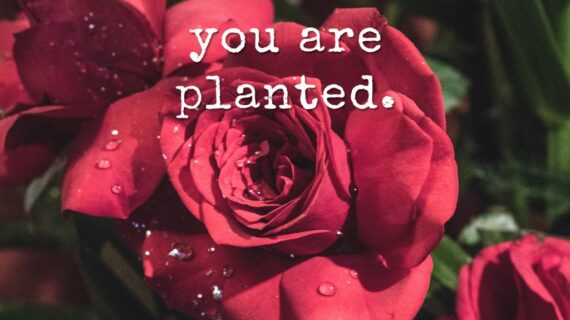 Bloom Where You are Planted