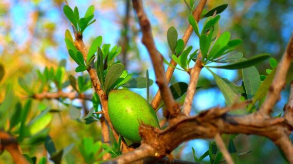 Argan Oil, a Natural Treasure from Morocco